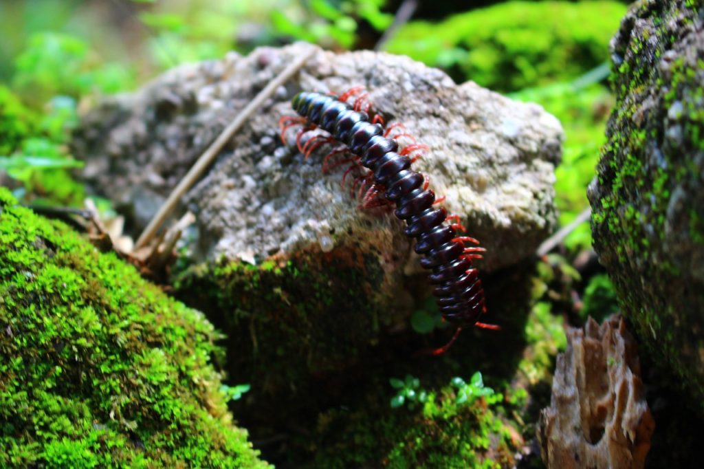 Centipede in Brazil (scolopendra)
