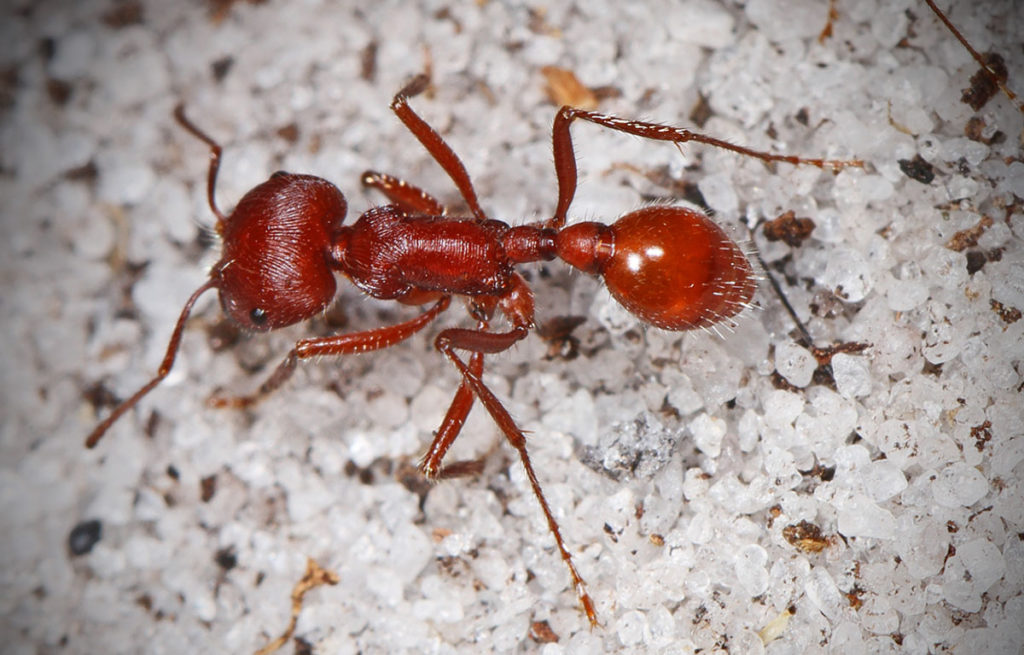 Red Harvester Ant in Florida