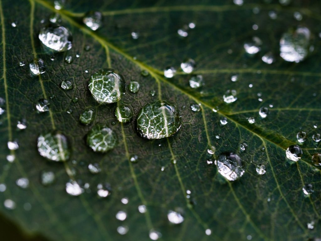 Rainwater Droplets on a Leaf (closeup)