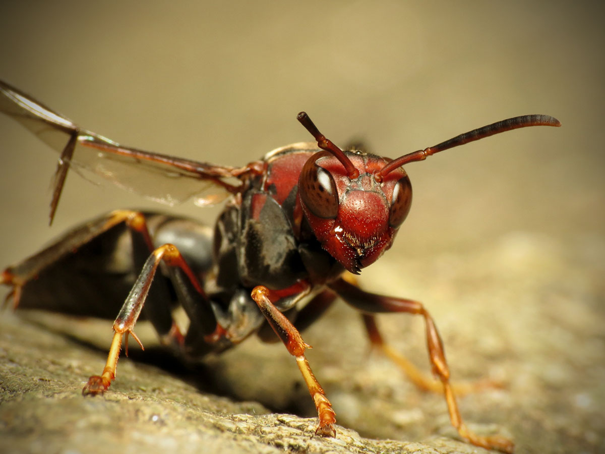 World's Most Painful Insect Stings, According to Science
