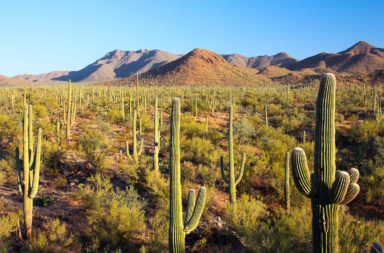 Saguaro Cacti in Saguaro National Park