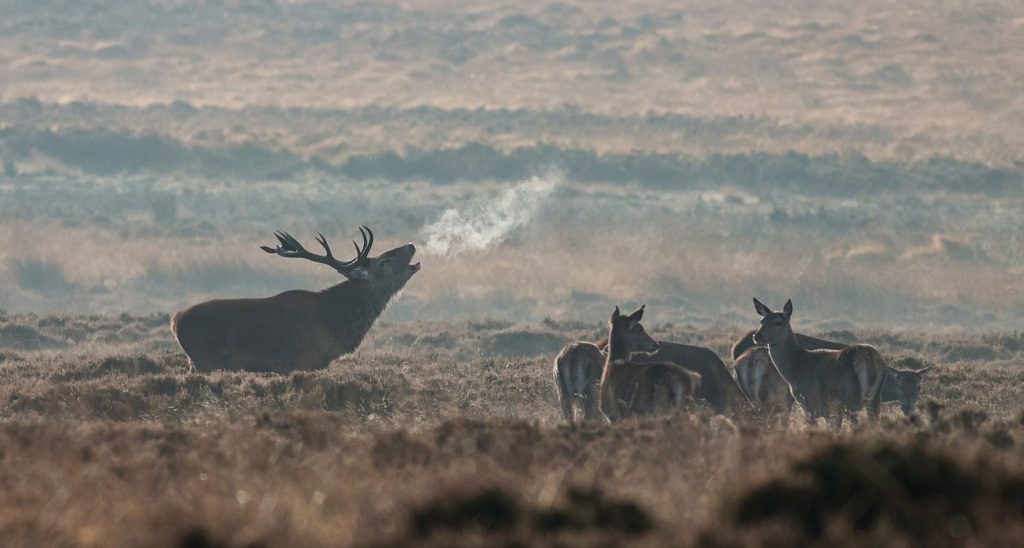 Wild Elk Herd