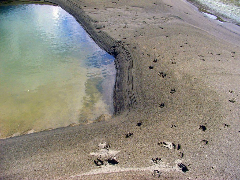 Where to find water by following animal tracks and trails
