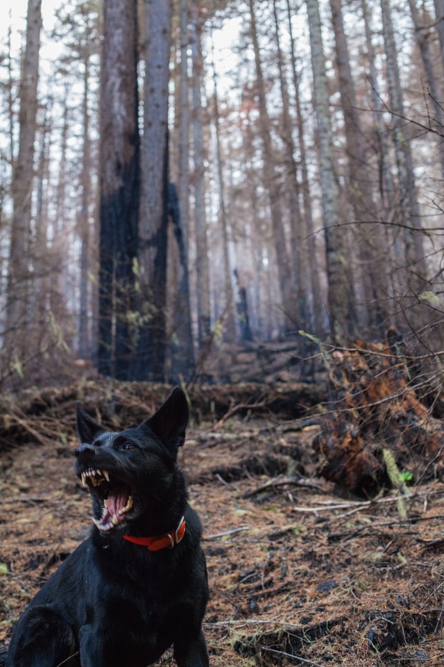 Angry black dog bearing teeth in the woods.