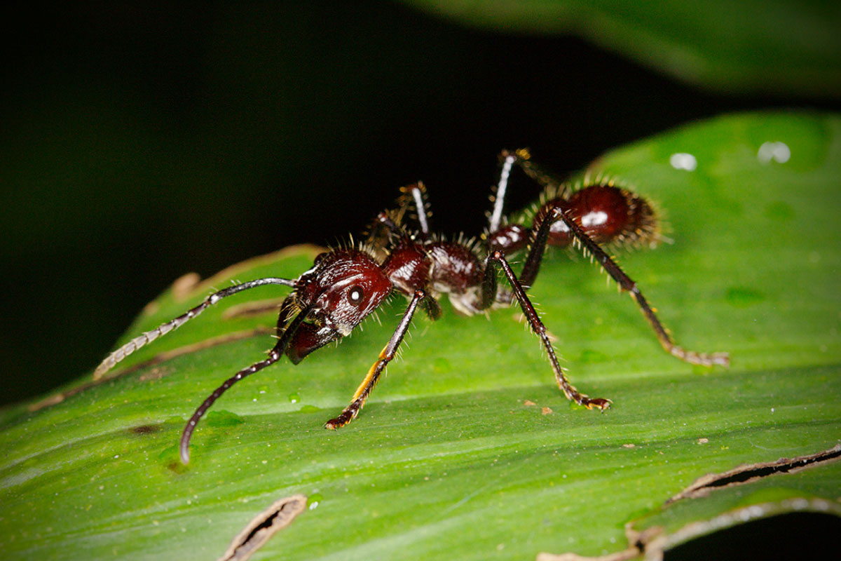 Paraponera clavata