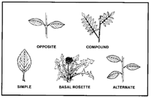 The Basics of Identifying Edible Plants for Survival