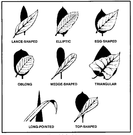Common leaf shapes for edible plants