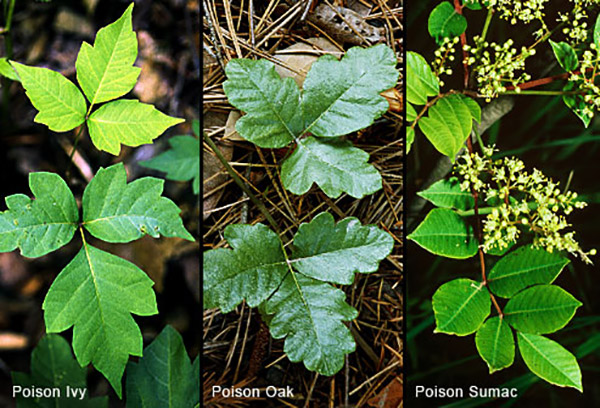 Compare Poison Ivy / Oak / Sumac