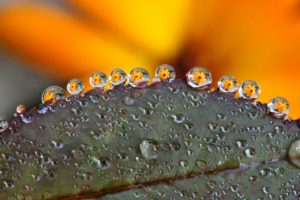 Dew drops on a leaf (closeup)