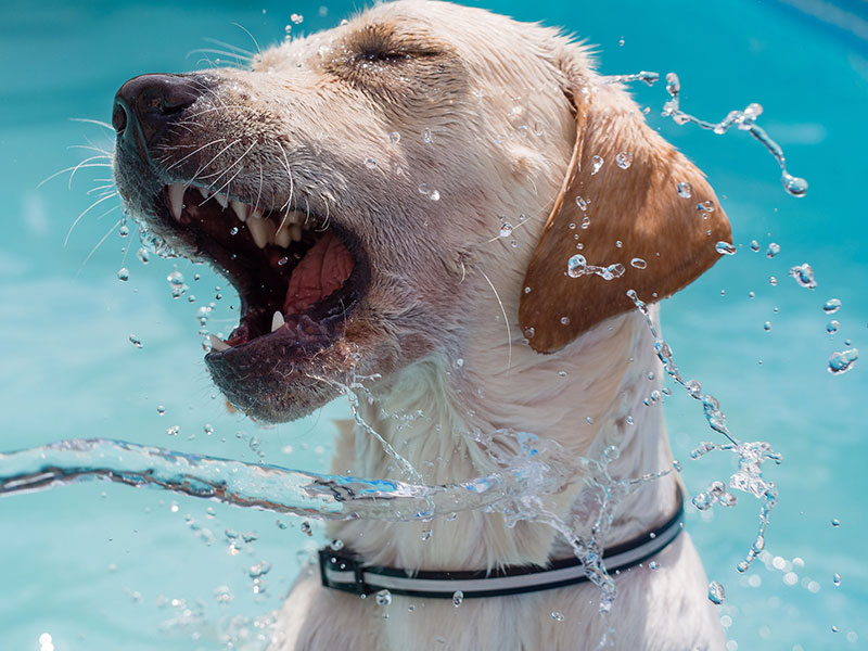 Dog shaking pool water off
