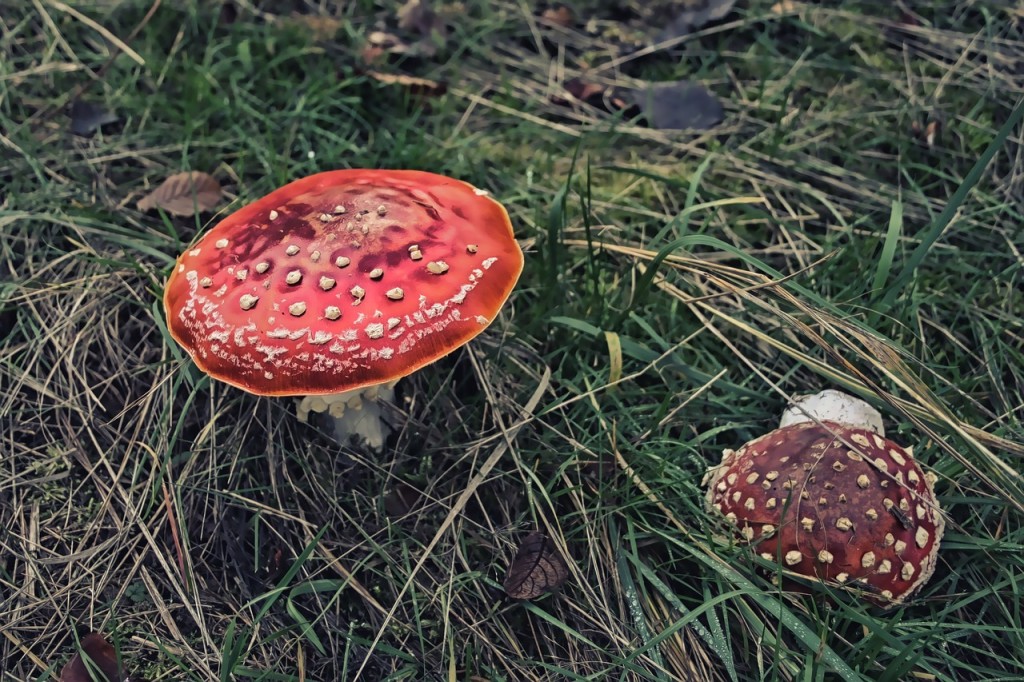 Red Cap Mushroom Fungus