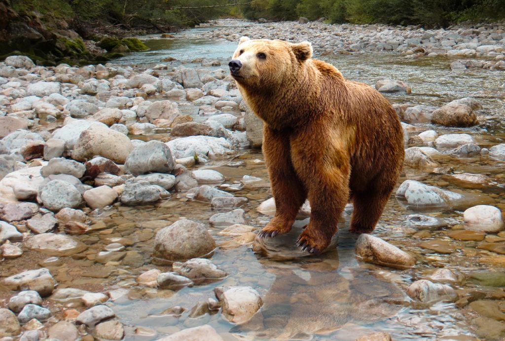 Grizzly Bear in the River
