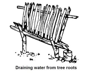 Where to find water in tree roots