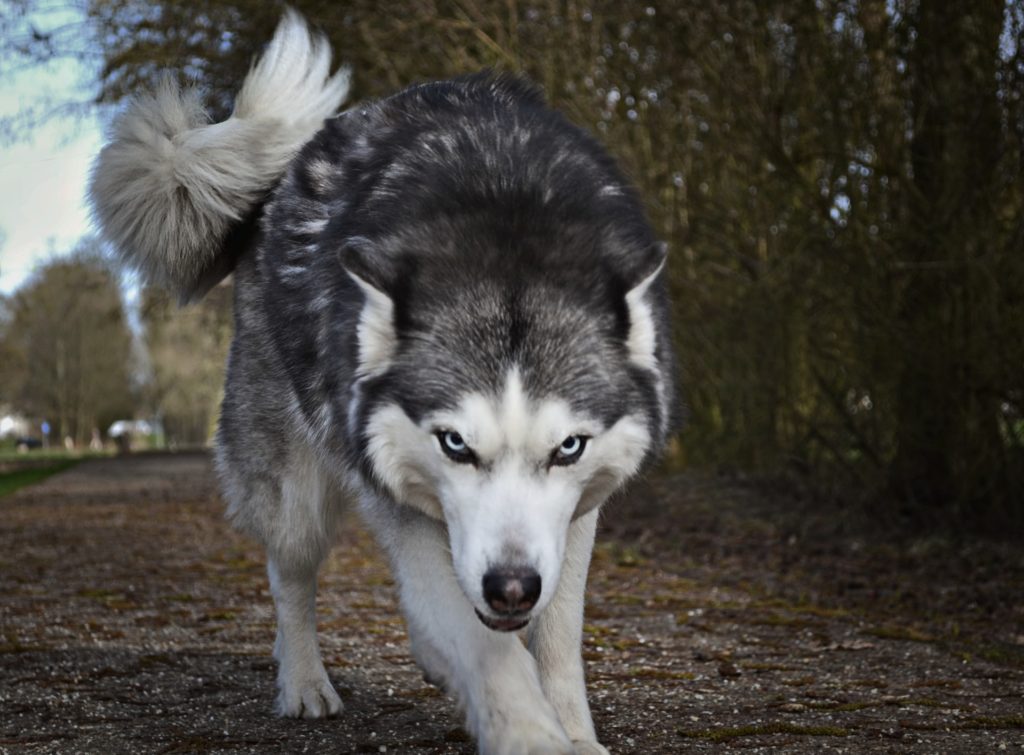 Husky dog looking ready to attack.
