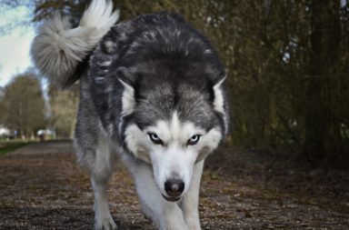 Husky dog looking ready to attack.