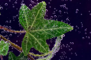Ivy Plant Underwater (closeup)