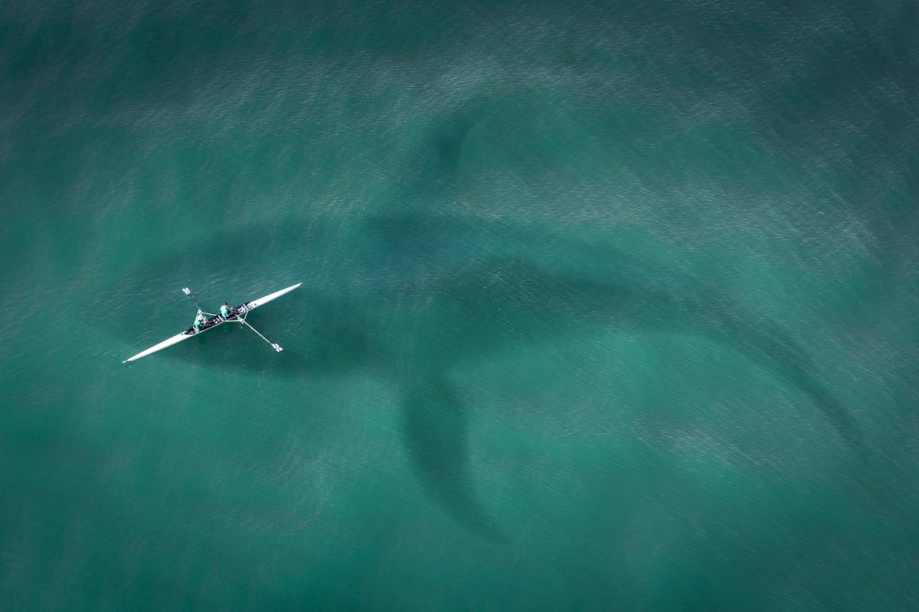 Kayakers Above Whale Shark