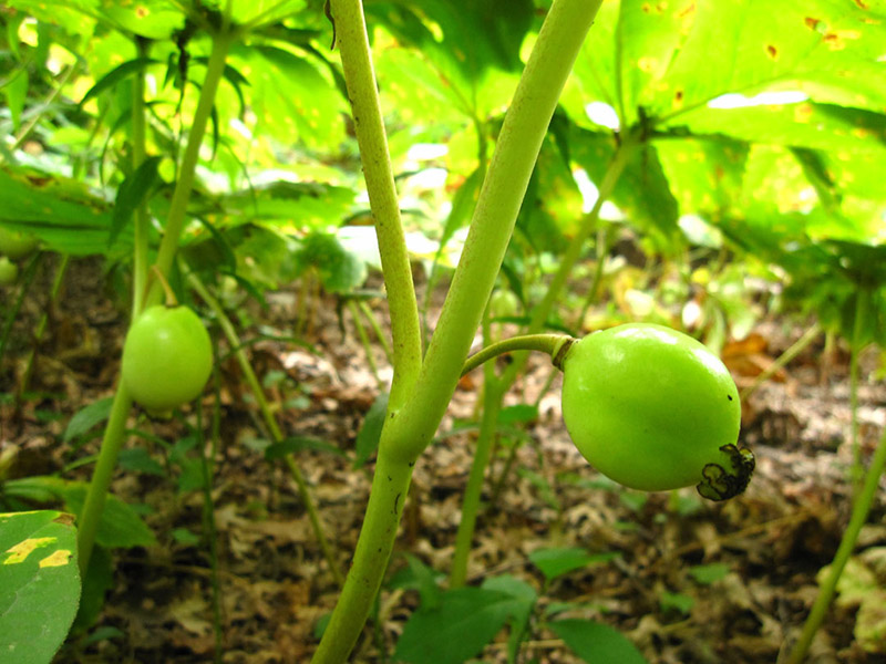 Mayapple Fruit (unripened)
