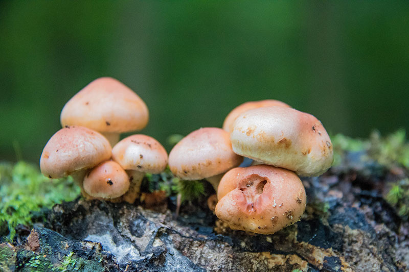 Wild mushrooms (closeup)