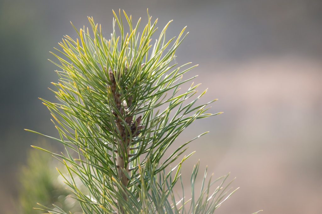 Pine needles (closeup)