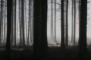 Forest of pine trees in fog