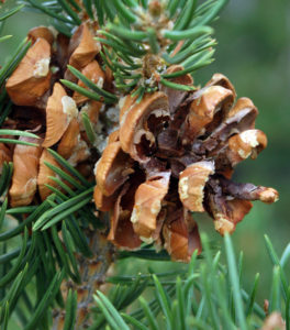 Piñon Pine Nuts
