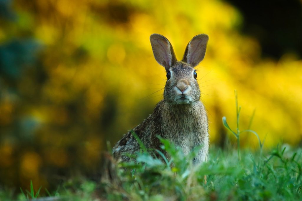 Rabbit in the Grass (closeup)