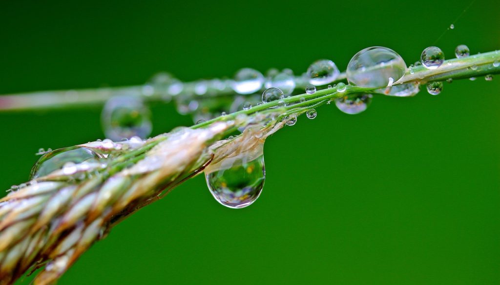 Raindrops on a Branch