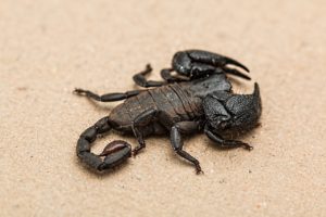 Scorpion (closeup)