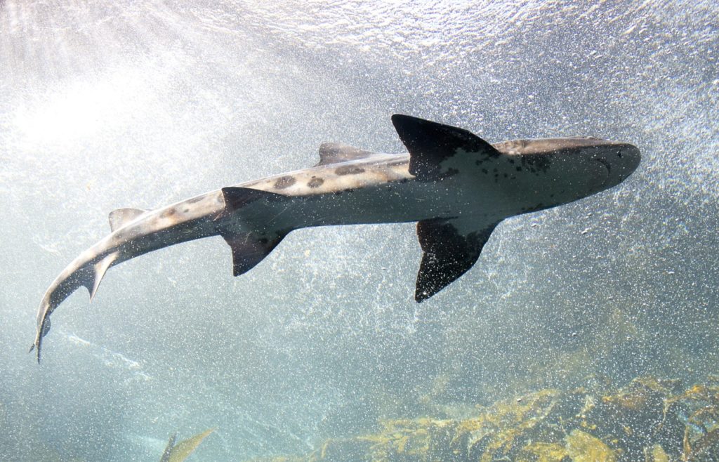 Shark (from below)