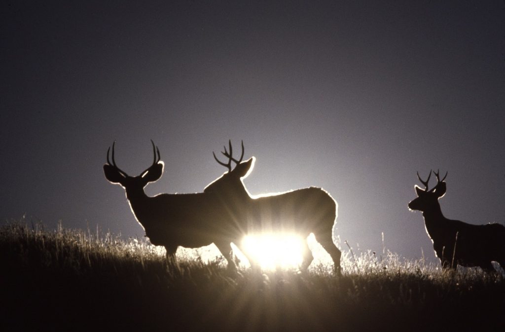 Silhouette of Mule Deer