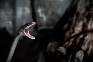 Snake with Mouth Open