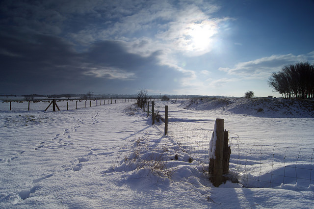 Snowy Fence