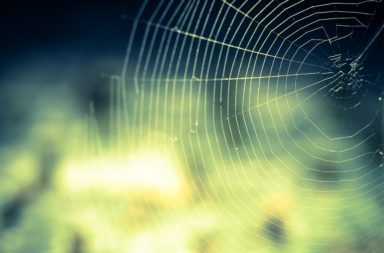 Spider web (abstract)