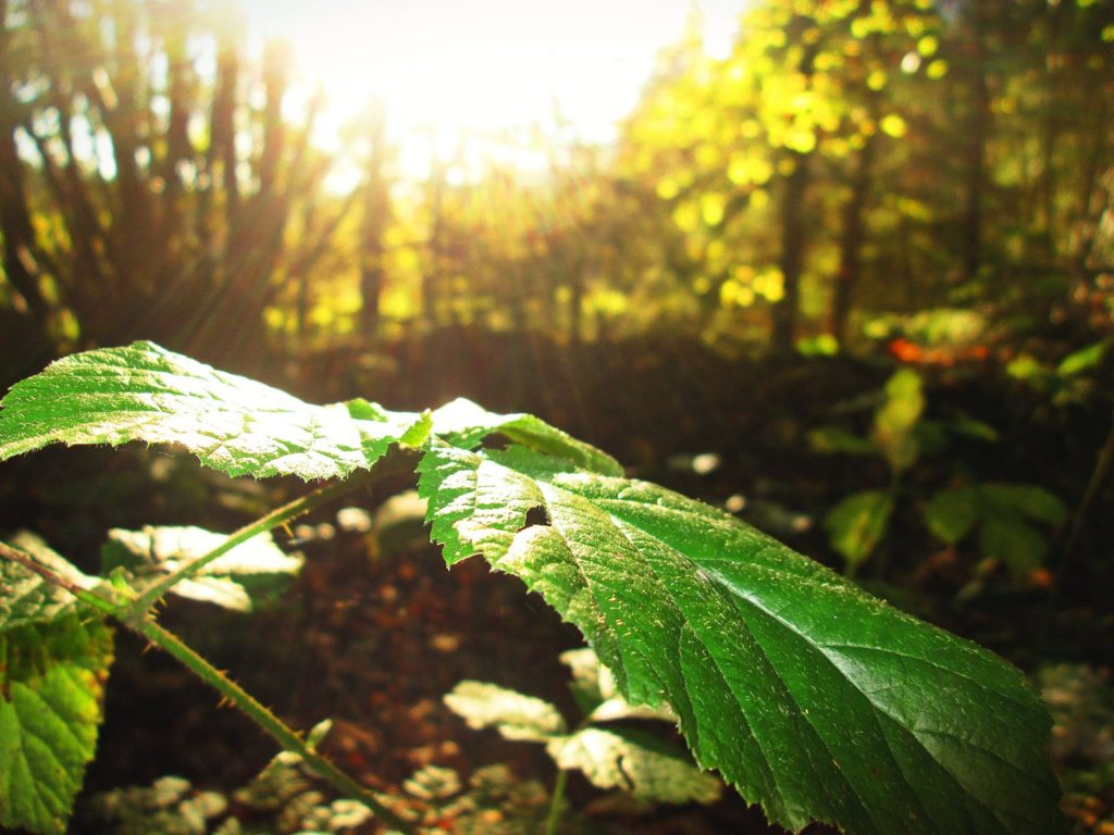 Sunlight on a Leaf (closeup)