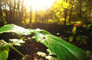Sunlight on a Leaf (closeup)