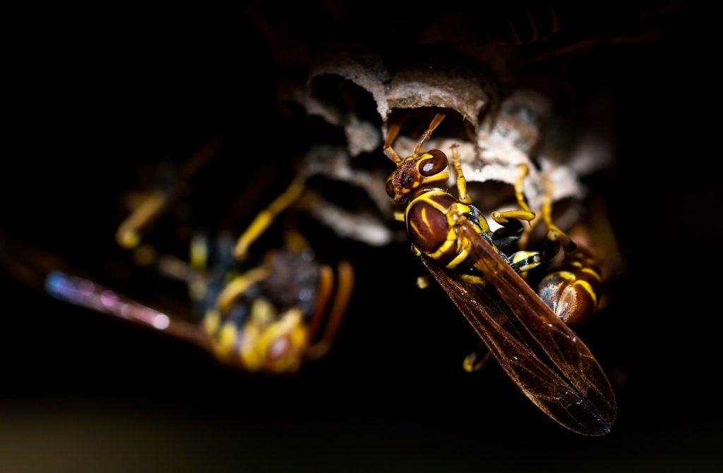 Wasp (closeup)
