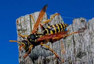 Yellowjacket / Wasp