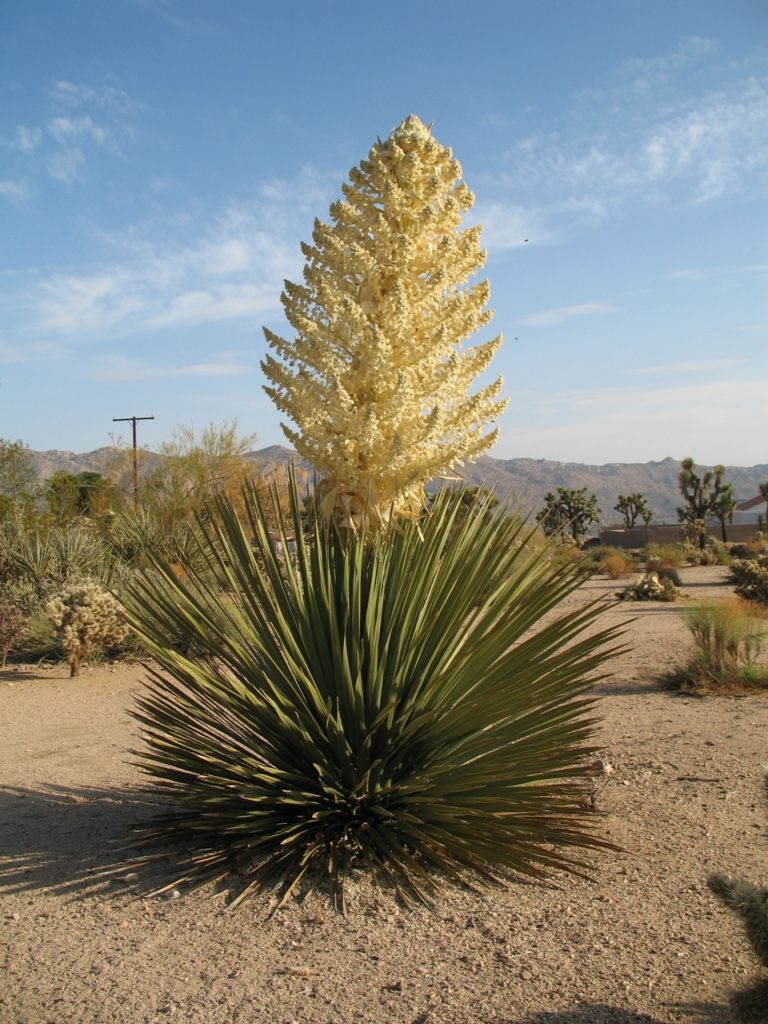 Yucca Plant in Bloom (Yucca Valley, California)